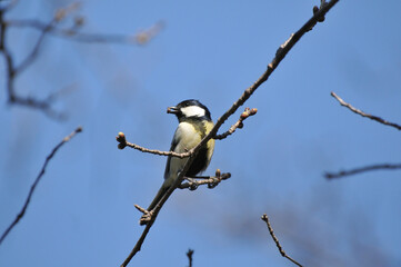シジュウカラのお食事　Great tit