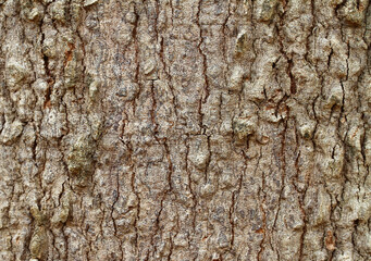 Tree bark texture old Wood Background Pattern