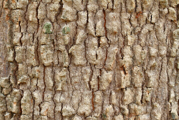 Tree bark texture old Wood Background Pattern