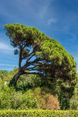 Obraz premium Green pine tree with long needles on a background of blue sky. Freshness, nature, concept. Pinus pinea