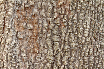 Tree bark texture old Wood Background Pattern