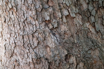 Bark texture and background of a old fir tree trunk