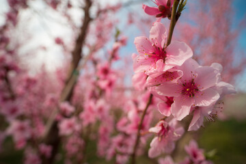 Wide angle closeup macro blooming peach tree blossoms in orchard row on the yakima indian reservation
