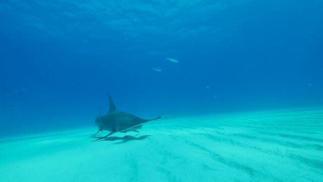 Swimming with Hammerhead Shark while scuba diving.