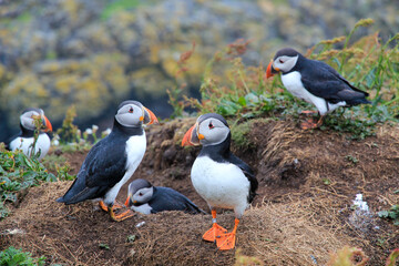 Fototapeta premium Colorful Puffins on Treshnish Isles off the Coast of Scotland