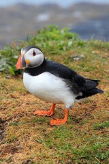 Colorful Clown Puffin  on Treshnish Isles off the Coast of Scotland