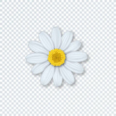 Flower chamomile  with shadow