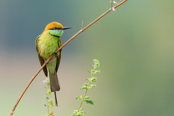 Green Bee-eater perching on a perch