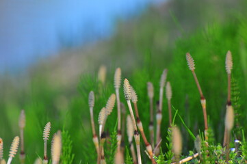 ツクシの囁き Horsetail  