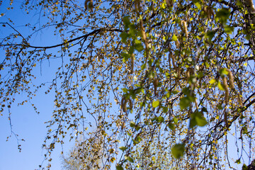 the first birch leaves sprang from the buds