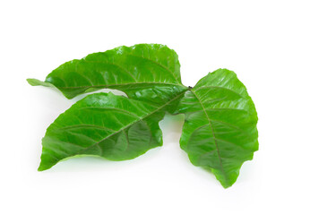 Obraz premium Green passion fruit leaf isolated on white background