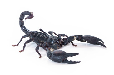 Emperor scorpion isolated on white background