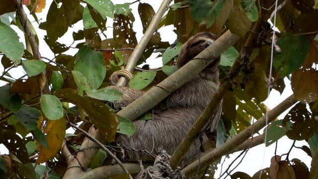Cinematic closeup view of a beautiful Sloth in Costa Rica in its natural habitat 