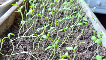 tomato seedlings grow in a container. home garden. gardening.