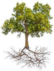 Arbre avec racines à nu, fond blanc 