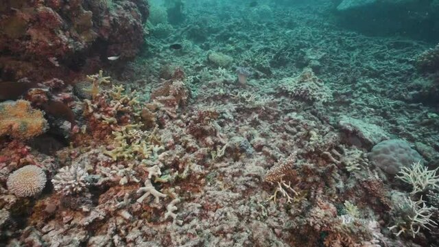 Dead Bleached Coral Reef (Coral Bleaching)
