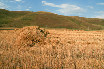 Stack of freshly cut hay on the field. The landscape of the hills.