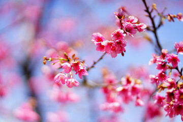 Sakura flower blooming in the Spring season.
