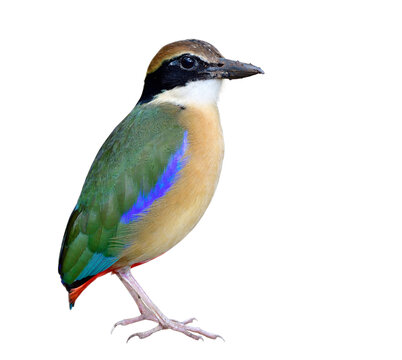 colorful bird with green wings, blue and white marks,red vent and black mask and dirty beaks isolated on white background, Mangrove pitta (Pitta megarhyncha)
