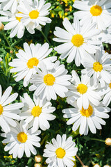 Obraz premium A lots of beautiful white daisies in the summer field. Selective focus. Floral background. Vertical photo.