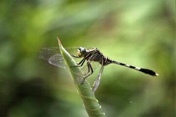 Dragonfly Animal