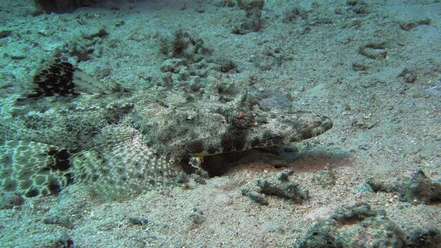 Indian Ocean crocodilefish (Papiloculiceps longiceps) lies on the seabed.