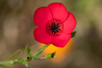 Red Flower