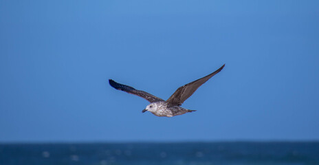 Sub-adult kelp gull in flight