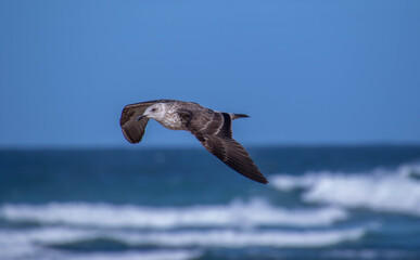 Sub-adult kelp gull in flight