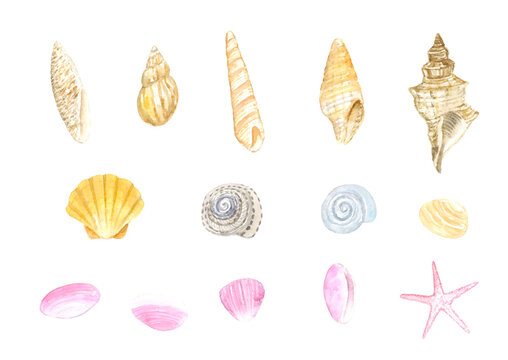 巻貝 Images Browse 3 335 Stock Photos Vectors And Video Adobe Stock