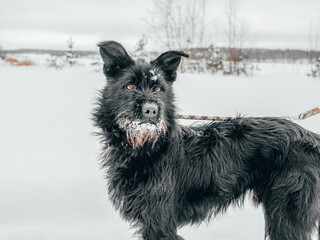 Black pet dog with snow.. Playing with the snow. Adorable dog enjoying her time, winter time. Copy space