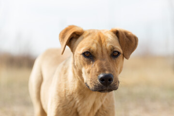 Obraz premium a dog named Jack in nature in a place with the owner came to rest and was photographed