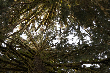 Looking up into the complex structure of two pine trees with their branches covered in moss in Olympic National Park