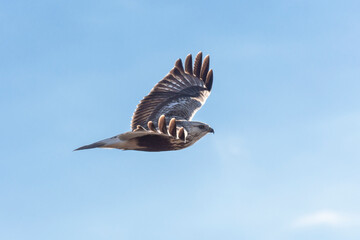 rough legged hawk
