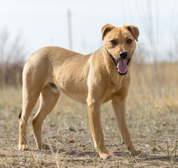 a dog named Jack in nature in a place with the owner came to rest and was photographed