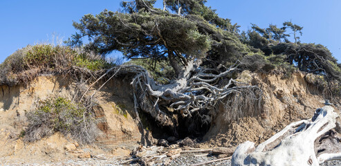 The tree of life on the coastline of Olympic National Park in Washington State clinging onto the...