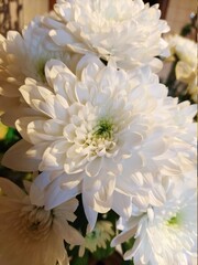 white chrysanthemum flowers