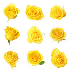 Beautiful yellow roses on white background