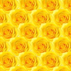 Beautiful yellow roses as background
