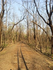 path in autumn forest