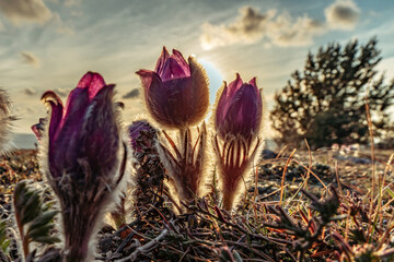 Fototapeta na wymiar Dream-the beautiful grass Pulsatilla patens blooms in the spring in the mountains. The golden hue of the setting sun. Atmospheric spring background. Delicate, fragile flowers in selective focus at