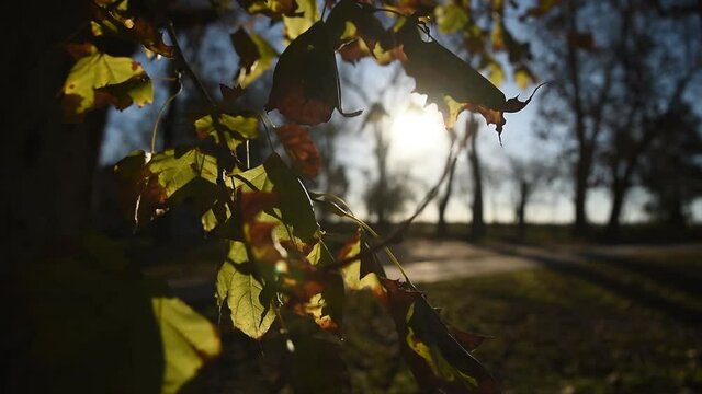 VIENTO MUEVE LAS HOJAS VERDES