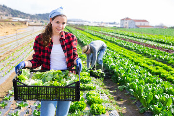 Portrait of skillful young female gardener carrying box with freshly picked green lettuce leaves on...