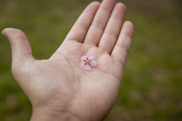 a pink cherry blossom held in hand