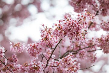 Naklejka premium pink cherry blossom