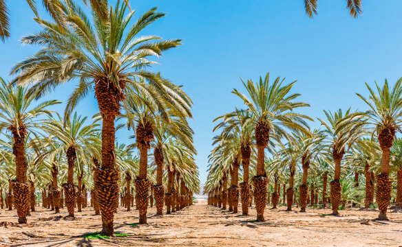 Plantation of date palms for healthy food production, image depicts agriculture industry in the Middle East