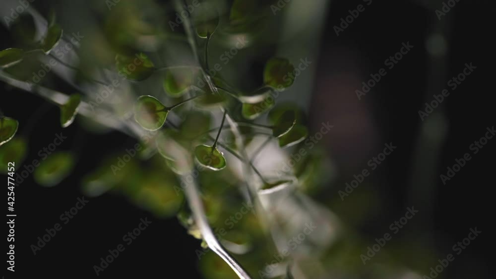 Poster macro shot of tiny green leaves with glimpse of light and blurred background.
