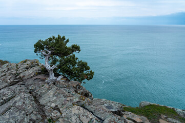Old stone pine tree on the tip of the cliff against the background of the turquoise sea