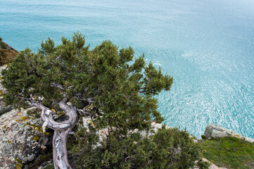The winding trunk of an old stone pine tree battered by winds and sun on the top of a cliff by the...