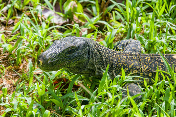 Obraz premium Salvadori's monitor (Varanus salvadorii) is one of the longest lizards in the world It is an arboreal lizard with a dark green body marked with bands of yellowish spots.